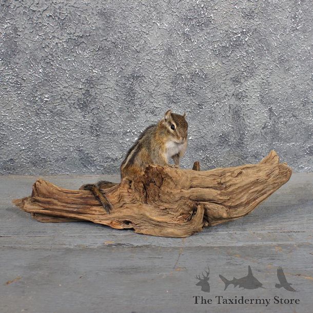 Standing Chipmunk Mount #11690 For Sale @ The Taxidermy Store