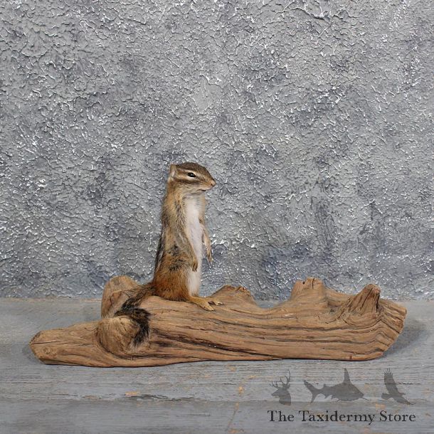 Standing Chipmunk Mount #11691 For Sale @ The Taxidermy Store