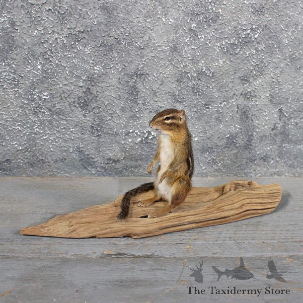 Standing Chipmunk Mount #11692 For Sale @ The Taxidermy Store