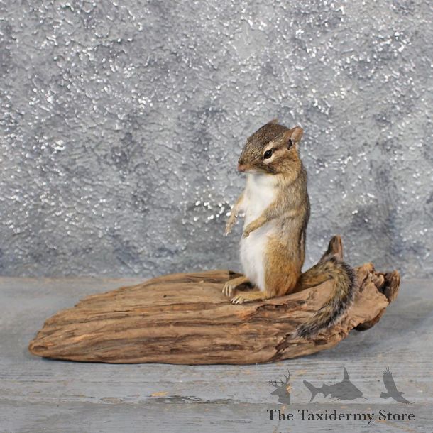 Standing Chipmunk Mount #11693 For Sale @ The Taxidermy Store
