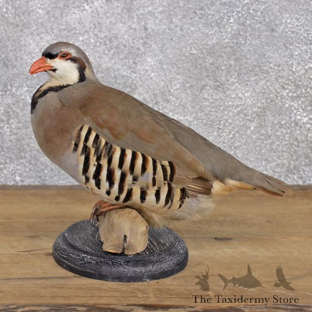 Chukar Standing Taxidermy Mount #12392 For Sale @ The Taxidermy Store