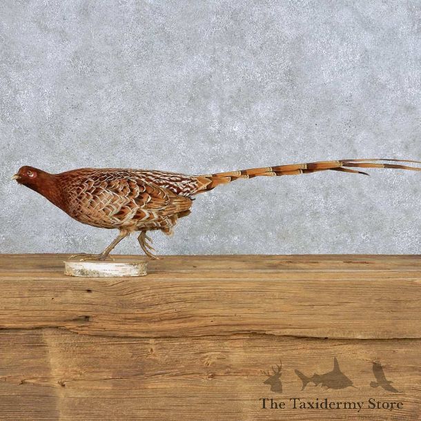 Standing Copper Pheasant Bird Mount For Sale #14141 @ The Taxidermy Store