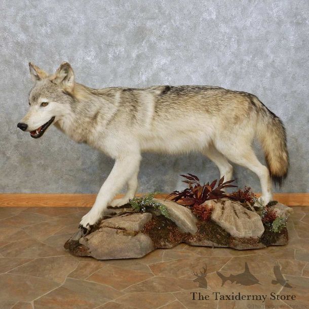 Grey Alaskan Wolf Mount For Sale #14911 @ The Taxidermy Store