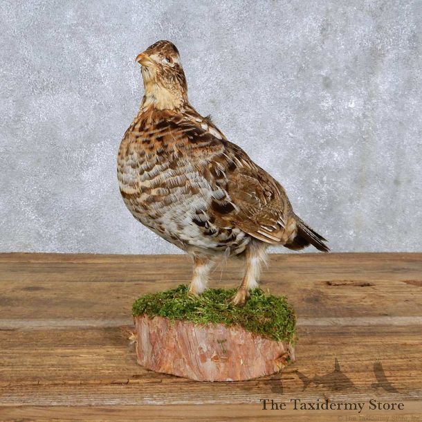 Standing Ruffed Grouse Mount For Sale #14202 @ The Taxidermy Store