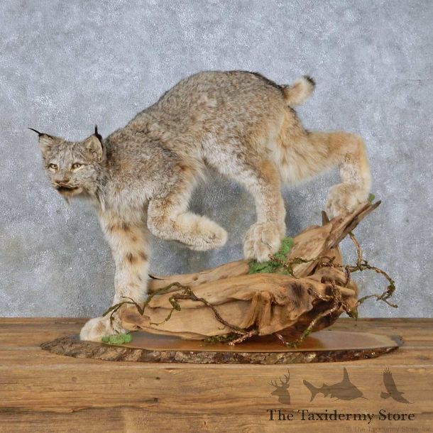 Alaskan Lynx Mount For Sale #14976 @ The Taxidermy Store