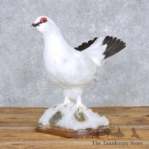 Standing Rock Ptarmigan Bird Mount For Sale #14143 @ The Taxidermy Store