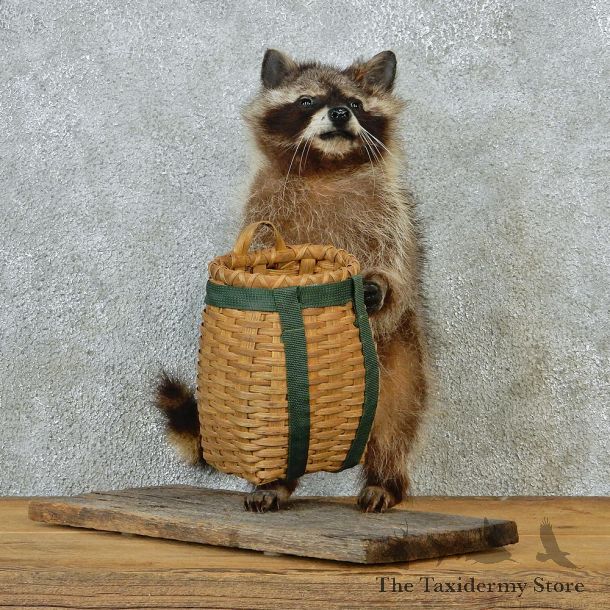 Novelty Raccoon Mount with Basket #12672 For Sale @ The Taxidermy Store