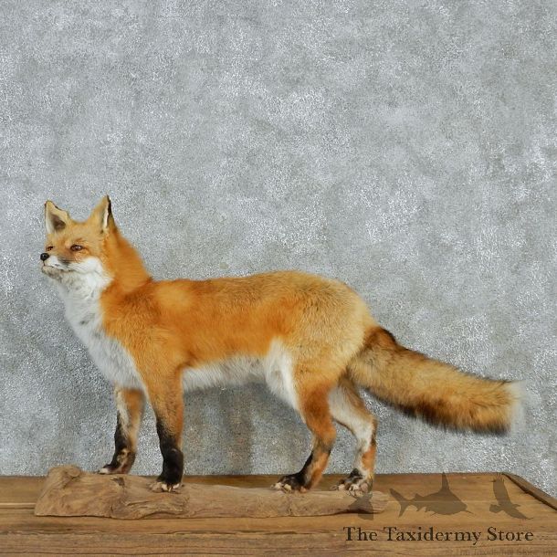 Standing Red Fox Life Size Taxidermy Mount #12951 For Sale @ The Taxidermy Store