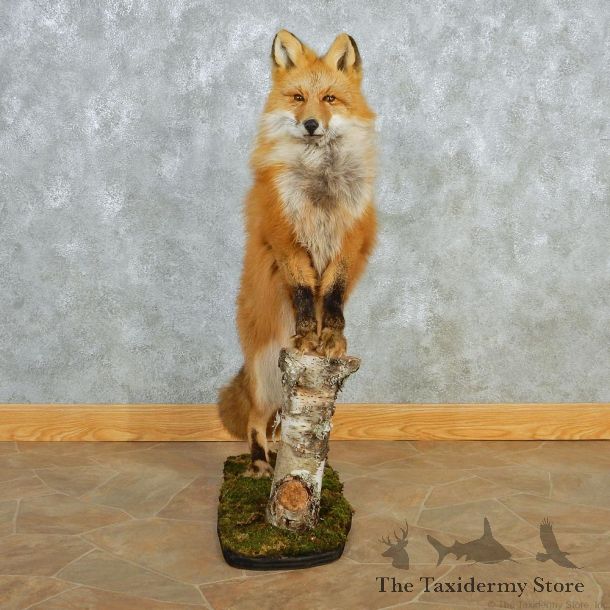 Alaskan Red Fox Standing Taxidermy Mount #12676 For Sale @ The Taxidermy Store