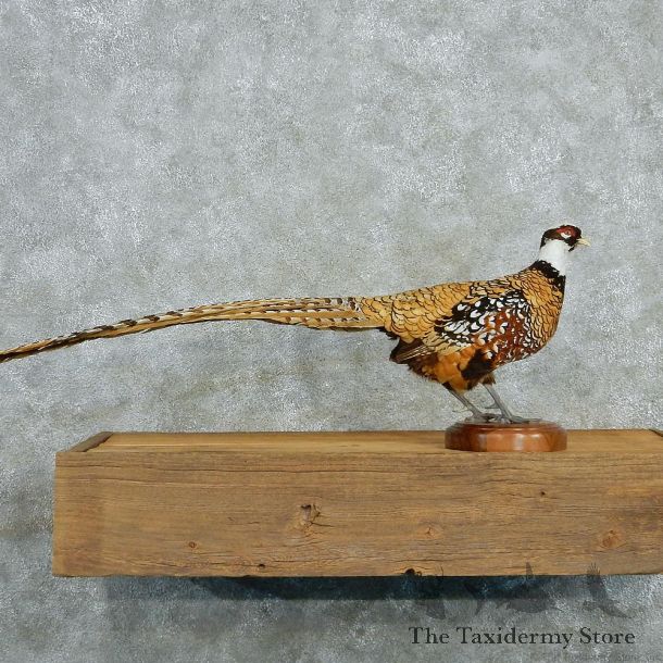 Reeves Pheasant Life Size Standing Taxidermy Mount #12999 For Sale @ The Taxidermy Store