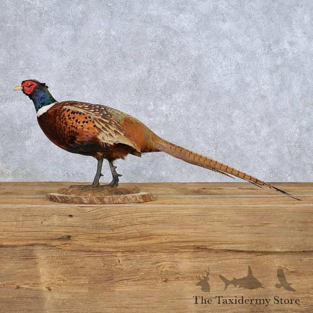 Standing Ringneck Pheasant Bird Mount For Sale #14144 @ The Taxidermy Store
