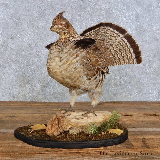 Standing Ruffed Grouse Bird Mount For Sale #14210 @ The Taxidermy Store