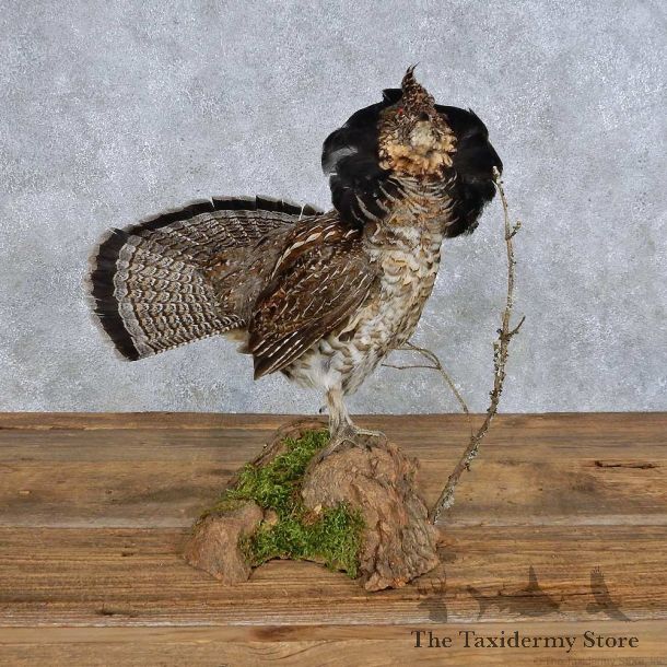 Standing Ruffed Grouse Mount For Sale #14153 @ The Taxidermy Store