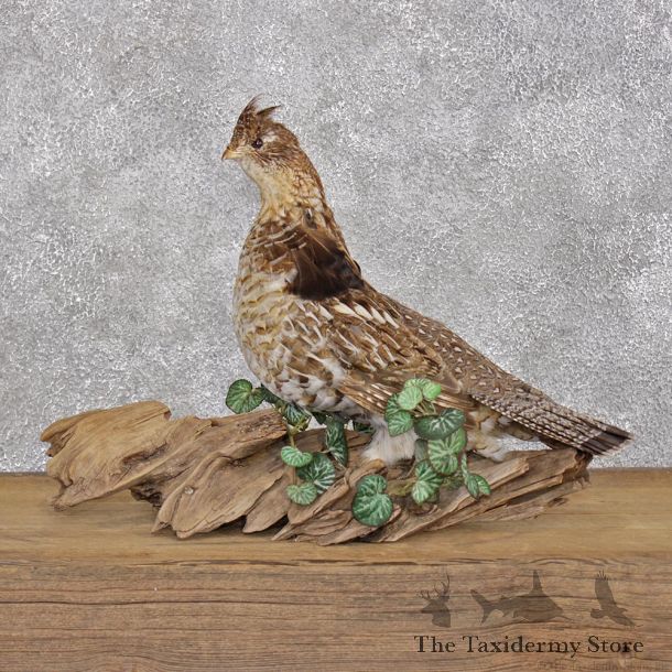 Standing Ruffed Grouse Mount #12394 For Sale @ The Taxidermy Store