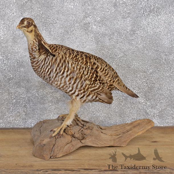 Greater Prairie Chicken Taxidermy Bird Mount #12396 For Sale @ The Taxidermy Store