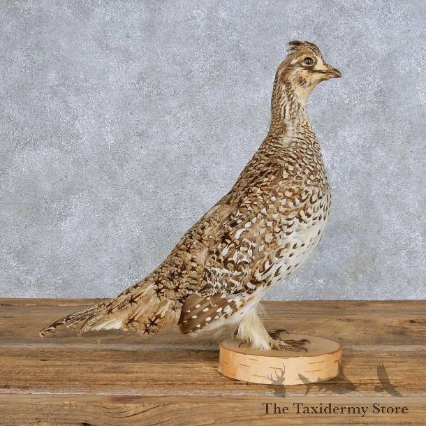 Standing Sharp-tailed Grouse Bird Mount For Sale #14145 @ The Taxidermy Store