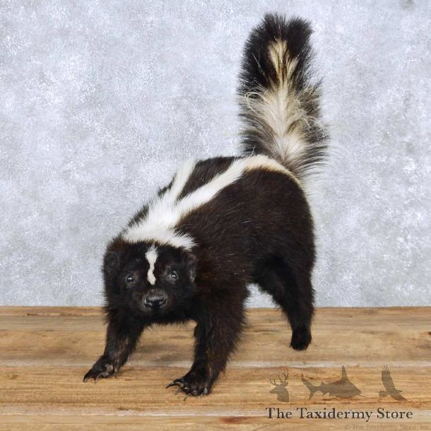 Standing Skunk Taxidermy Mount For Sale #14201 @ The Taxidermy Store