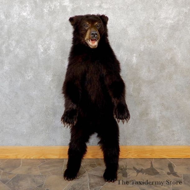Standing Black Bear Cub Mount #18945 For Sale @ The Taxidermy Store