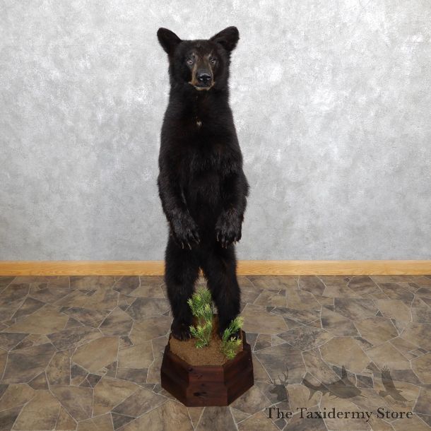 Standing Black Bear Cub Mount #19560 For Sale @ The Taxidermy Store