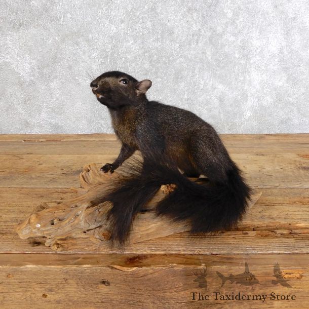 Black Squirrel Mount For Sale #18576 @ The Taxidermy Store