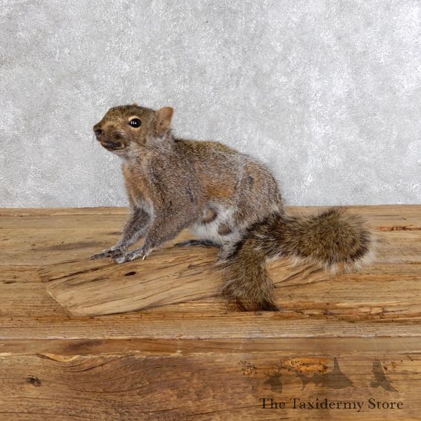 Grey Squirrel Mount For Sale #18577 @ The Taxidermy Store