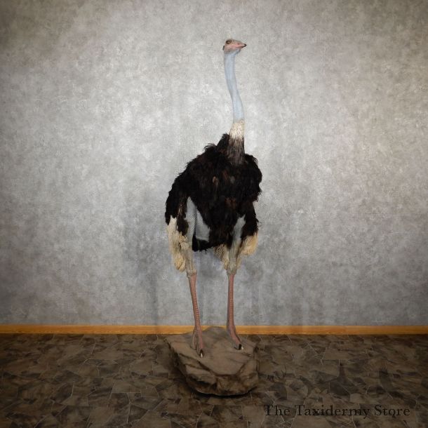 Standing Ostrich Life-Size Mount For Sale #19438 @ The Taxidermy Store