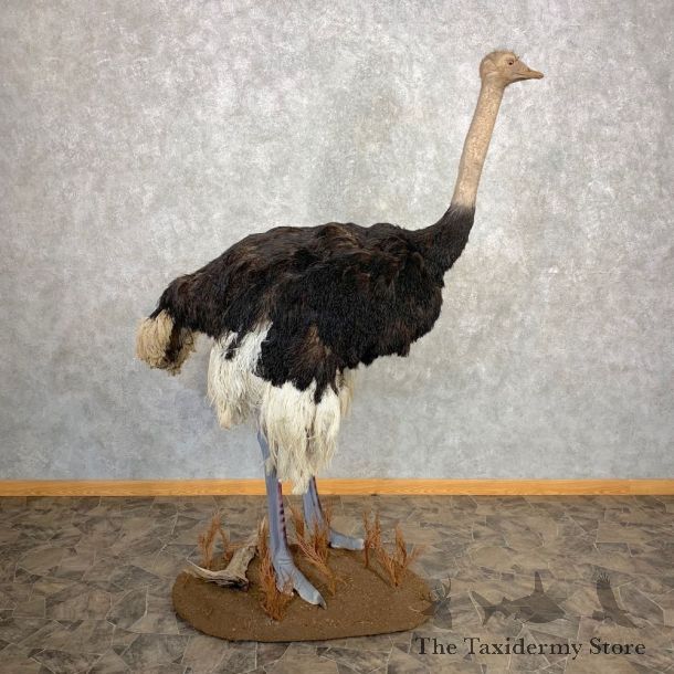 Standing Ostrich Life Size Taxidermy Mount #21673 For Sale @ The Taxidermy Store