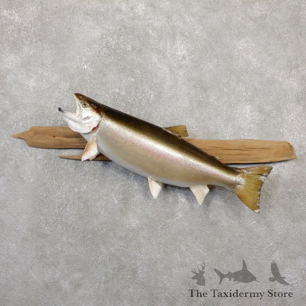 Steelhead Fish Mount For Sale #20060 @ The Taxidermy Store