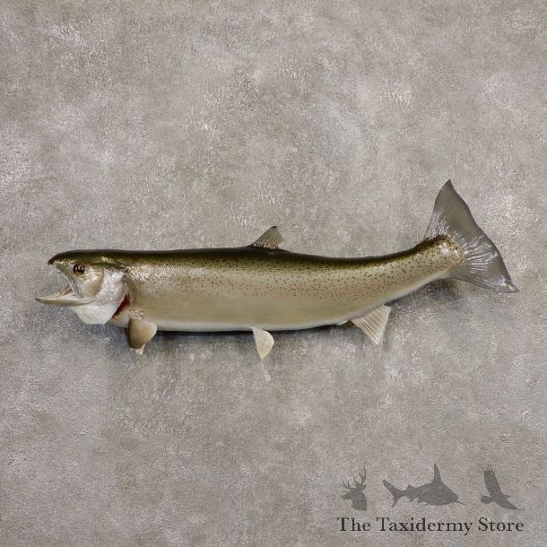 Steelhead Fish Mount For Sale #20343 @ The Taxidermy Store