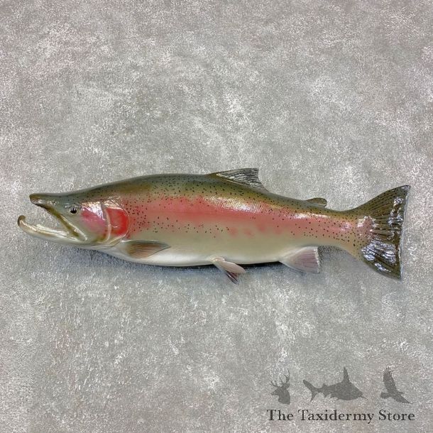 Steelhead Fish Mount For Sale #21459 @ The Taxidermy Store