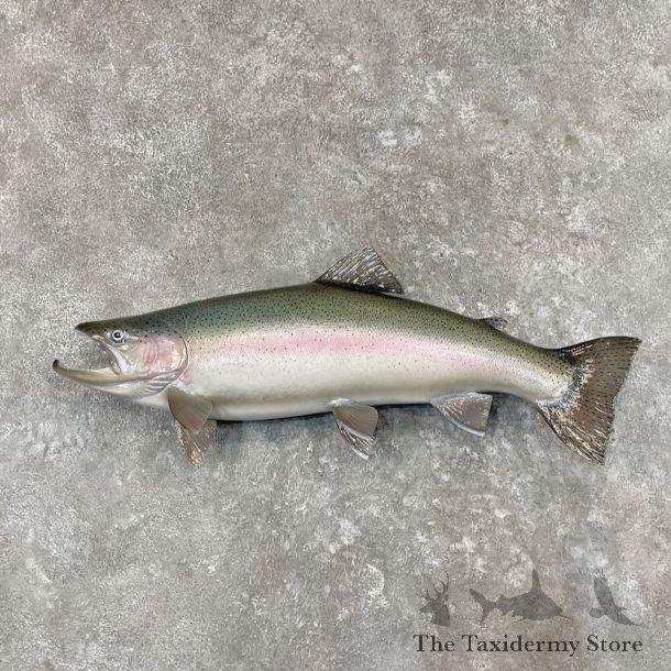 Steelhead Fish Mount For Sale #27560 @ The Taxidermy Store