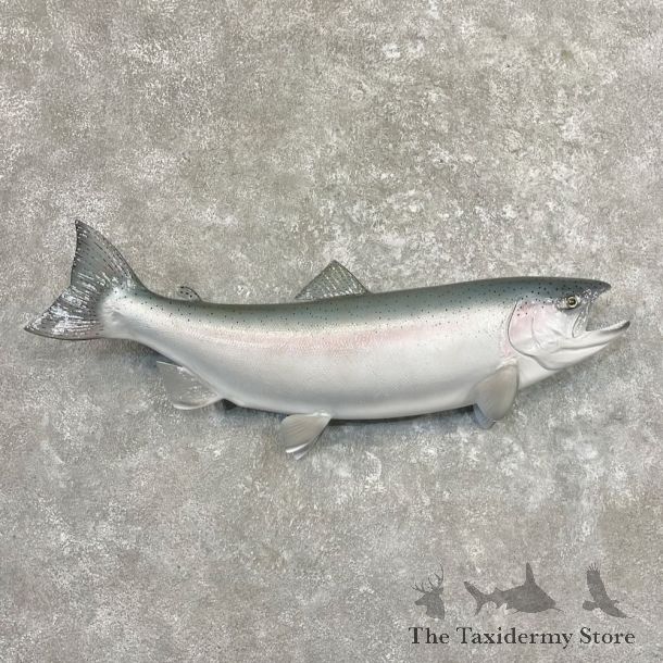 Steelhead Fish Mount For Sale #27686 @ The Taxidermy Store