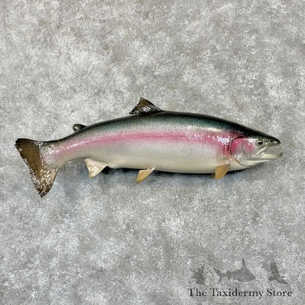 Steelhead Fish Mount For Sale #21459 @ The Taxidermy Store