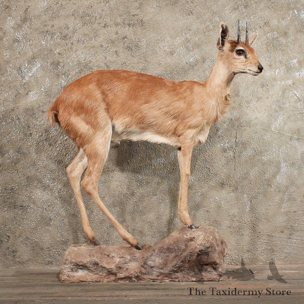 African Steenbok Mount #11425 - For Sale - The Taxidermy Store