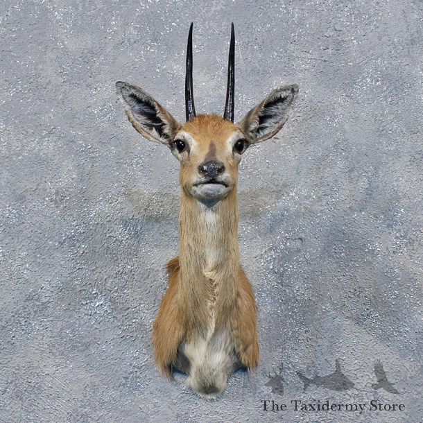 African Steenbok Shoulder Mount #11998 For Sale @ The Taxidermy Store