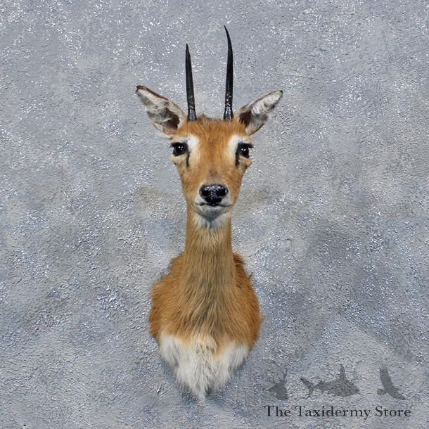 African Steenbok Shoulder Mount #11999 For Sale @ The Taxidermy Store