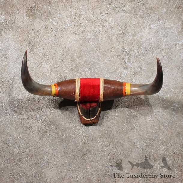 Steer Leather Trimmed Horns #11077 - For Sale - The Taxidermy Store