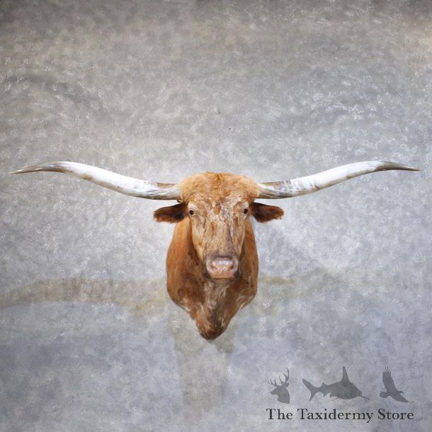 Longhorn Steer Shoulder Mount #11867 For Sale @ The Taxidermy Store