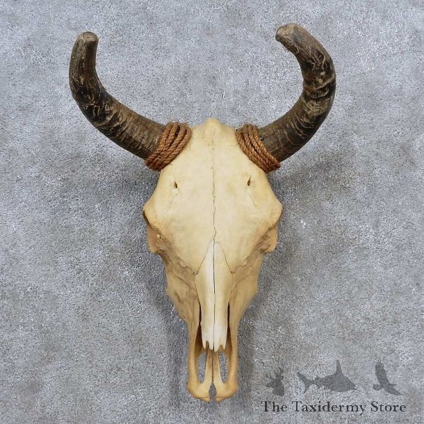 Steer Skull & Horns European Mount For Sale #15633 @ The Taxidermy Store