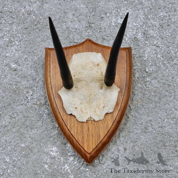 Steinbok Horn Plaque Mount For Sale #14511 @ The Taxidermy Store