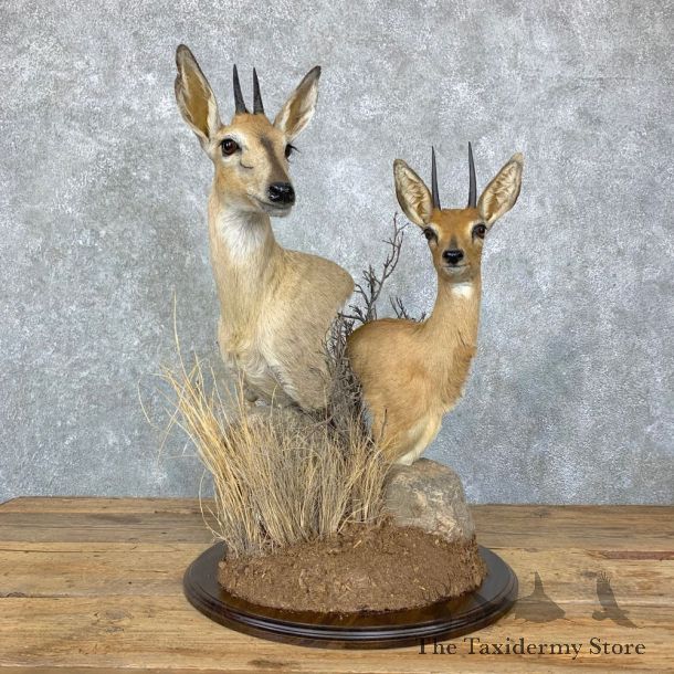 Steinbok & Bush Duiker Taxidermy Pedestal Mount For Sale #23069 @ The Taxidermy Store
