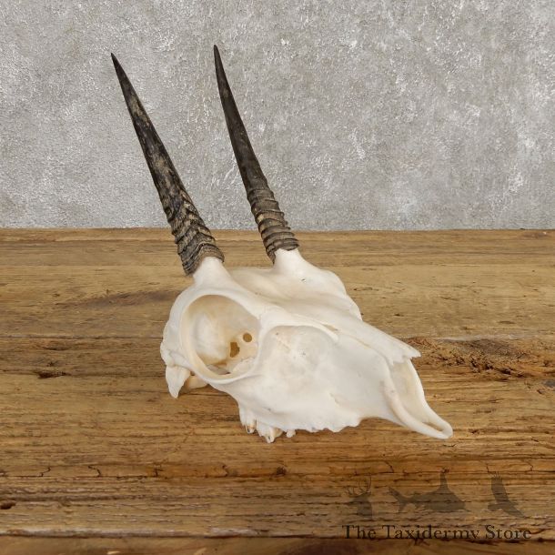 Steinbok Skull European Mount For Sale #19926 @ The Taxidermy Store