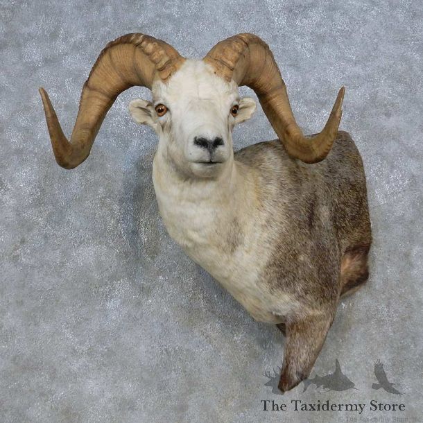 Stone Sheep Half Life Size Mount For Sale #14781 @ The Taxidermy Store