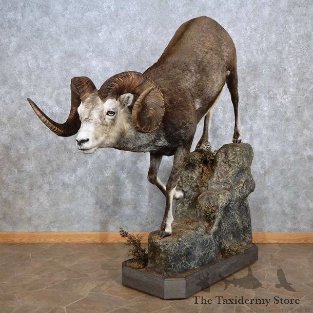 Stone Sheep Life-Size Mount For Sale #15689 @ The Taxidermy Store