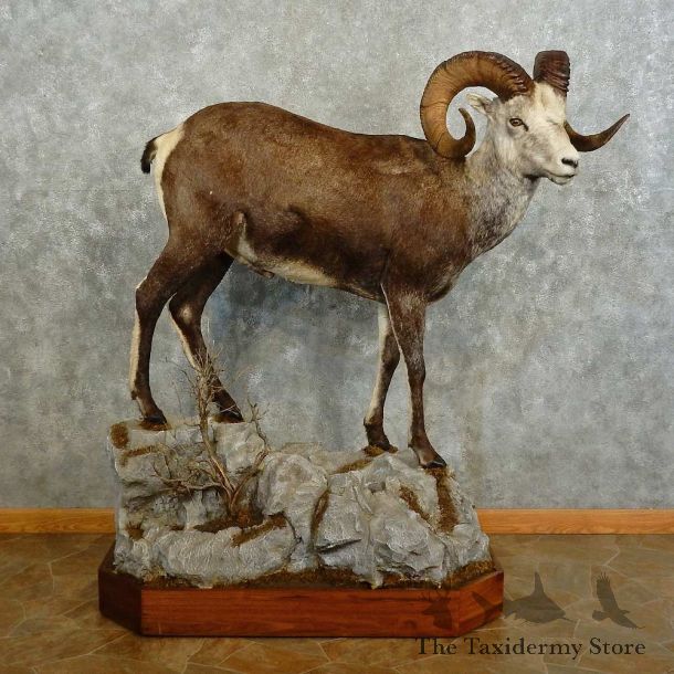 Stone Sheep Life-Size Mount For Sale #16748 @ The Taxidermy Store