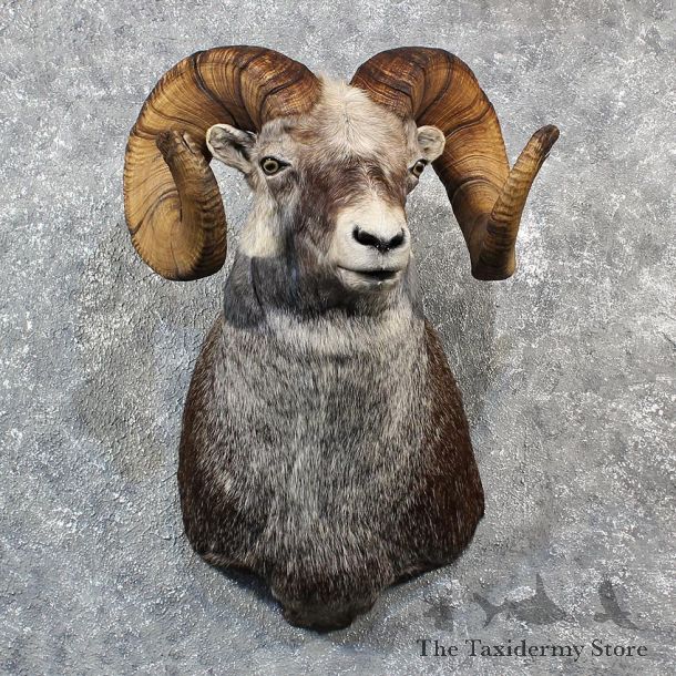 Stone Sheep Shoulder Mount #11556 - For Sale -The Taxidermy Store