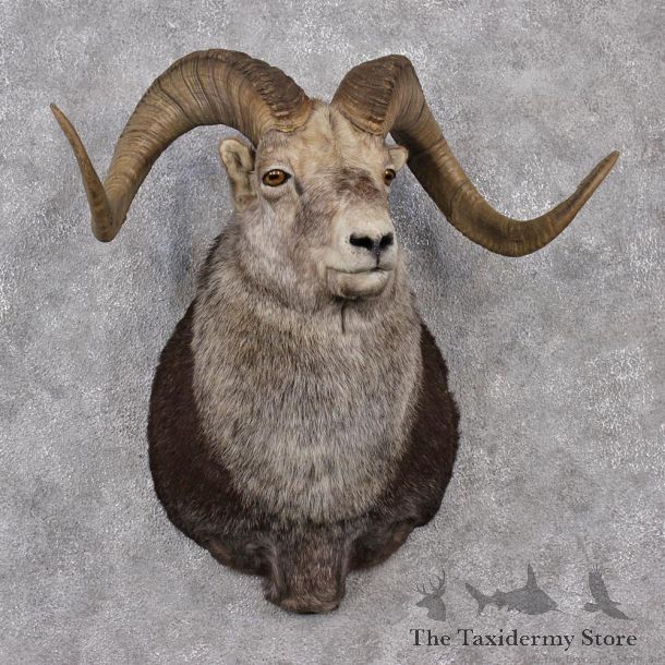 Stone Sheep Shoulder Taxidermy Mount #12517 For Sale @ The Taxidermy Store