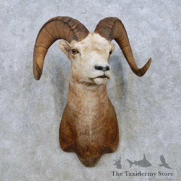 Stone Sheep Shoulder Mount For Sale #15004 @ The Taxidermy Store