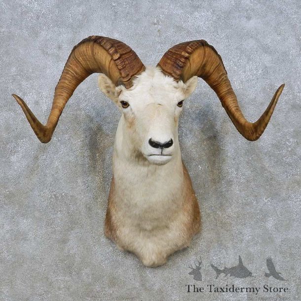 Stone Sheep Shoulder Mount For Sale #15006 @ The Taxidermy Store