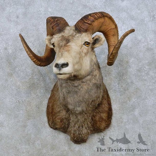 Stone Sheep Shoulder Mount For Sale #15007 @ The Taxidermy Store